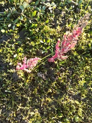 Mesembryanthemum nodiflorum