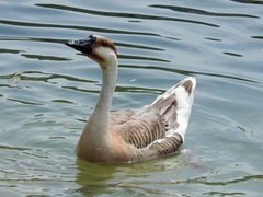 Anser cygnoides domesticus