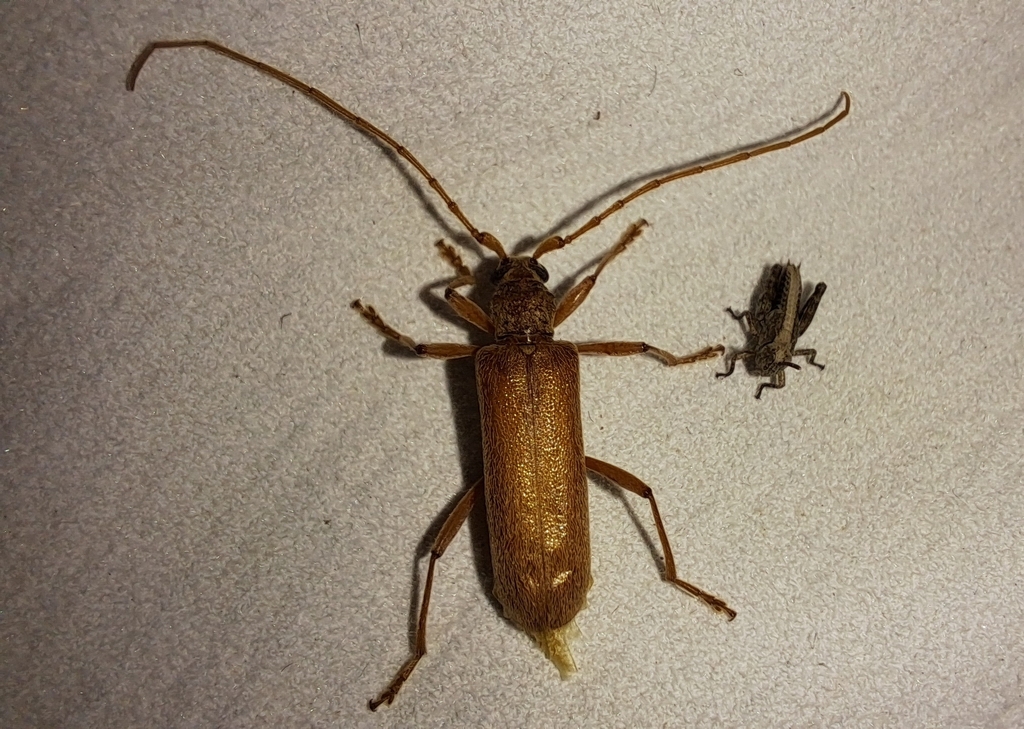 Oemona separata