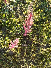 Mesembryanthemum nodiflorum