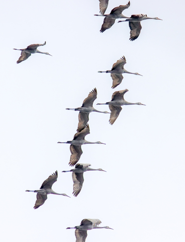Sandhill Crane photographed in Kentucky
