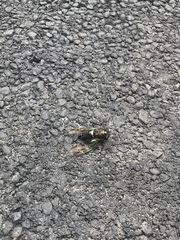 Neotibicen lyricen engelhardti