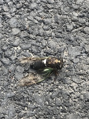 Neotibicen lyricen engelhardti