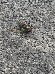 Neotibicen lyricen engelhardti