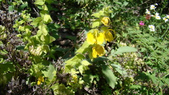 Rhynchocorys orientalis