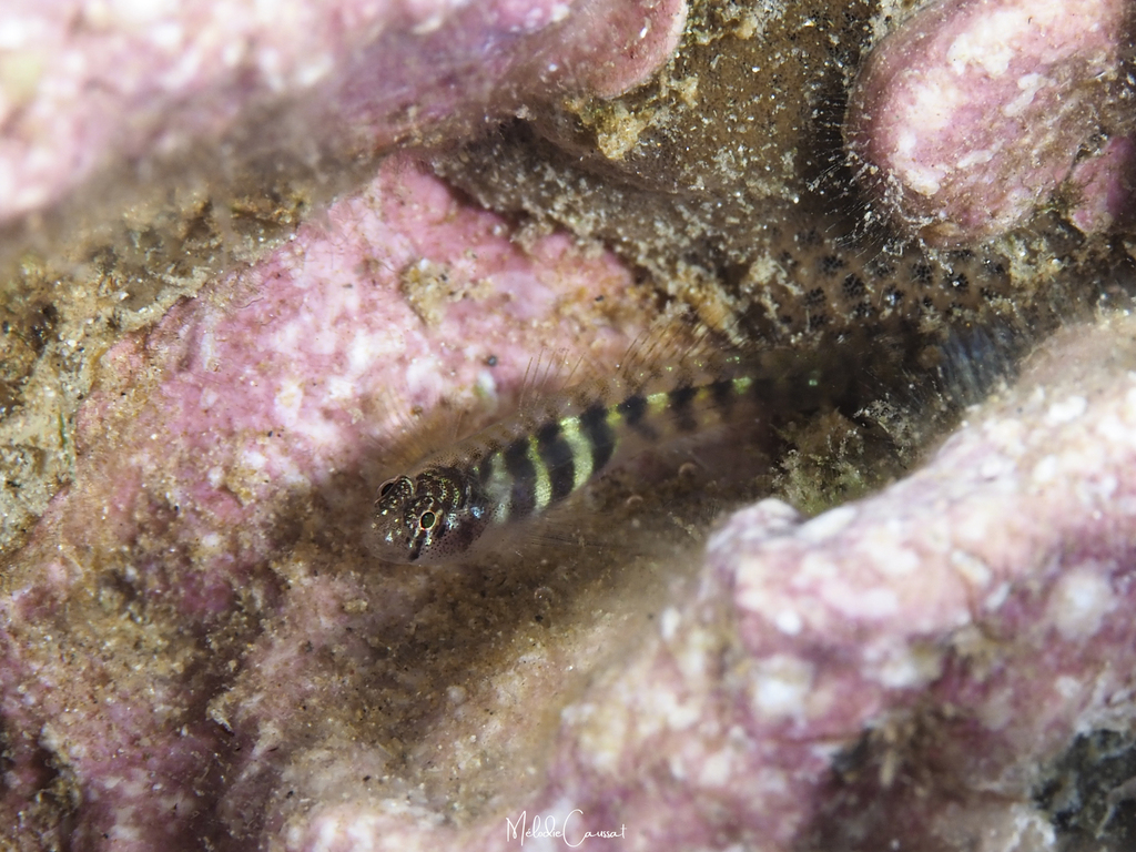 Frecklefin Goby