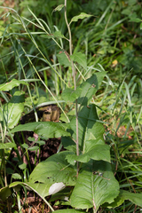Saussurea controversa