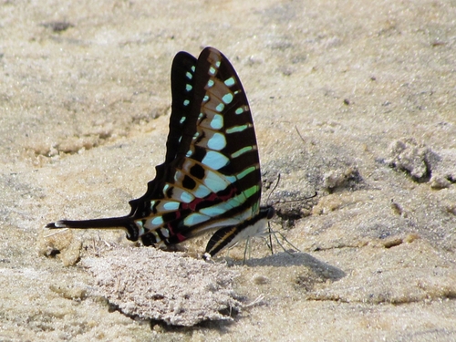 Small Striped Swordtail