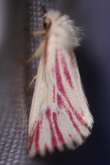 Lythrodes
