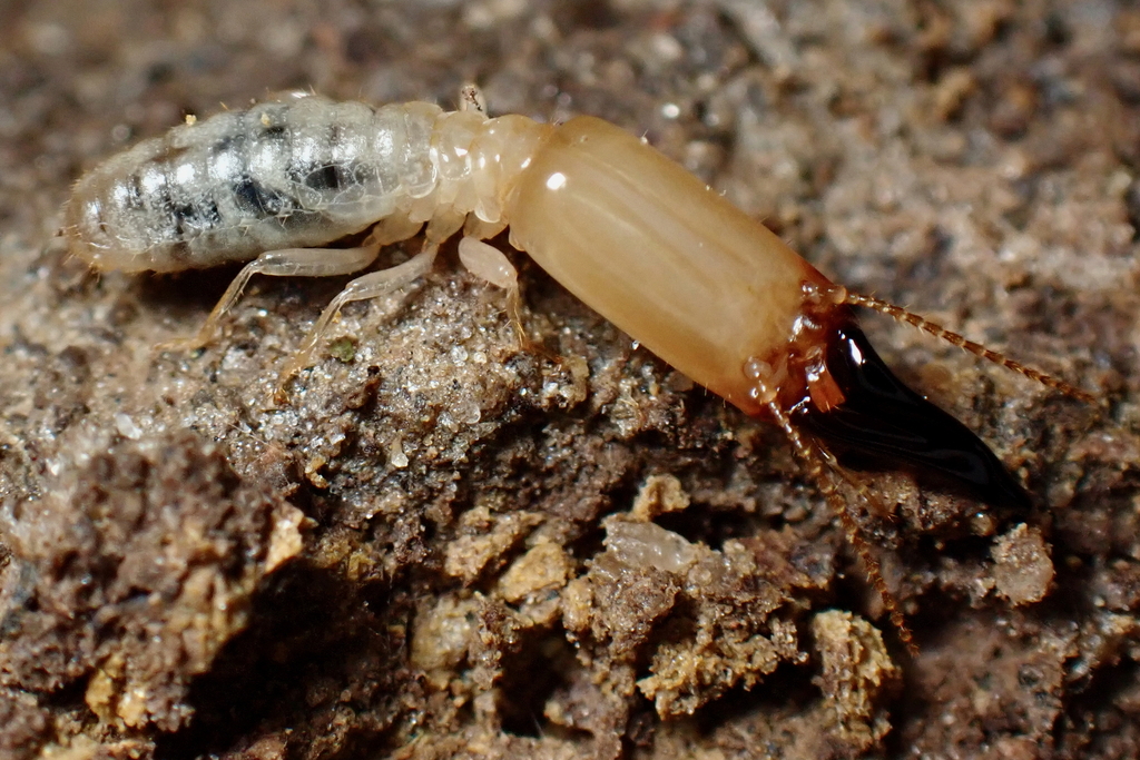 Neocapritermes angusticeps