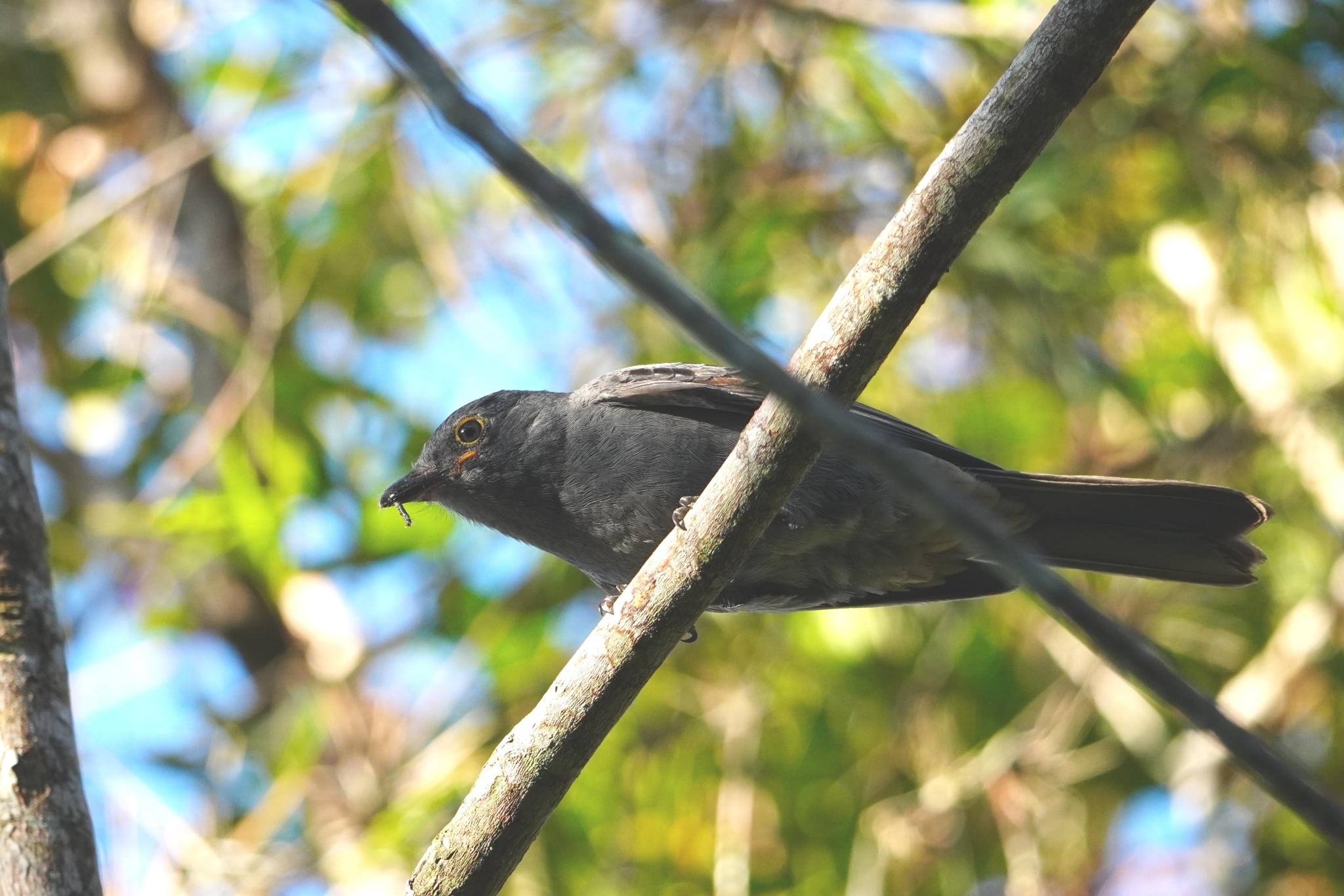 Chestnut-capped Piha (Lipaugus weberi), photo 7