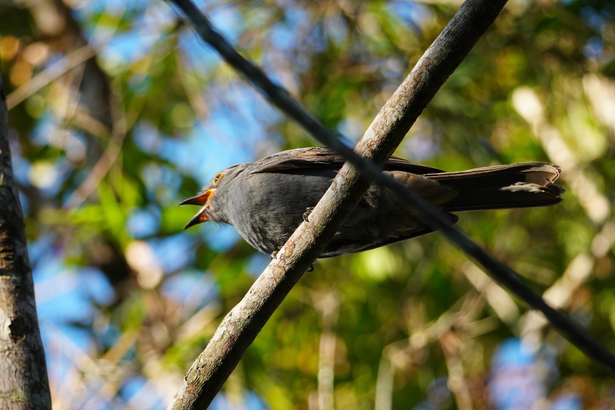 Chestnut-capped Piha (Lipaugus weberi), photo 8