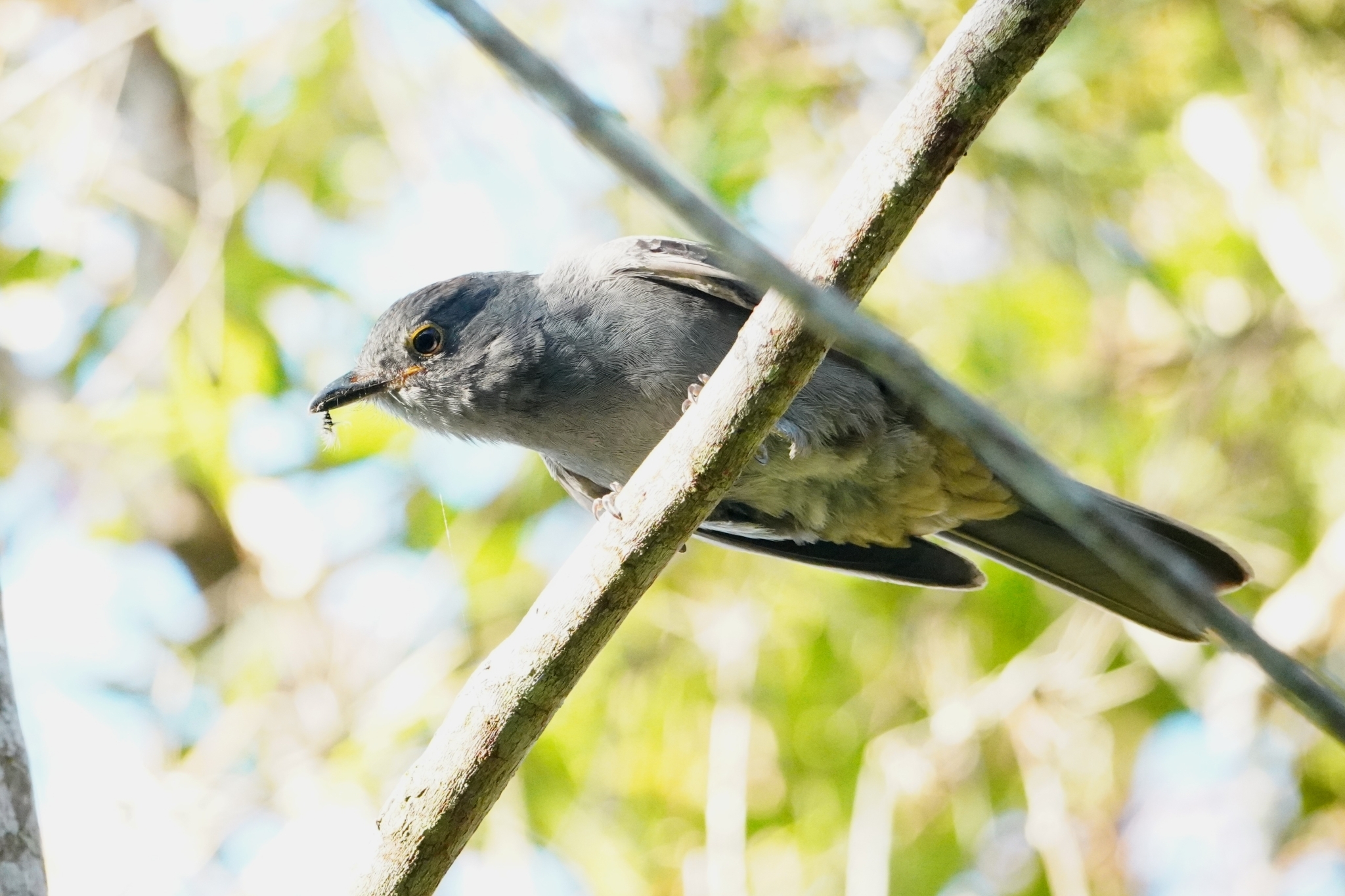 Chestnut-capped Piha (Lipaugus weberi), photo 9