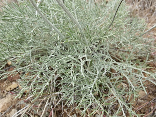 Image of Hymenopappus filifolius by (c) Sue Carnahan, some rights reserved (CC BY)