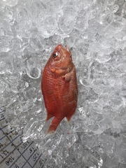 Plectrypops retrospinis