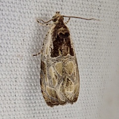 Olethreutes connectum