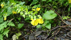 Rhynchocorys elephas