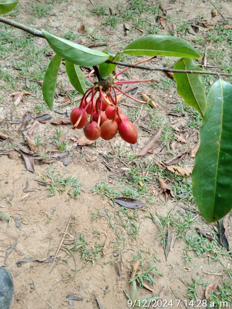 Pseudomalmea boyacana