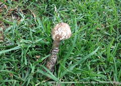 Macrolepiota colombiana