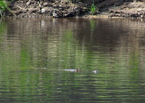 Central African slender-snouted crocodile