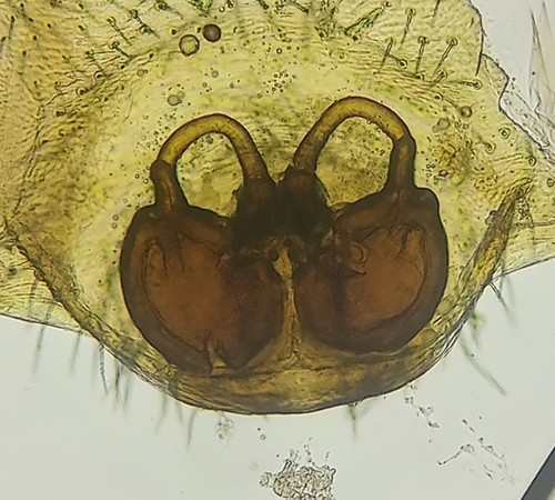Scotinella redempta photo 2
