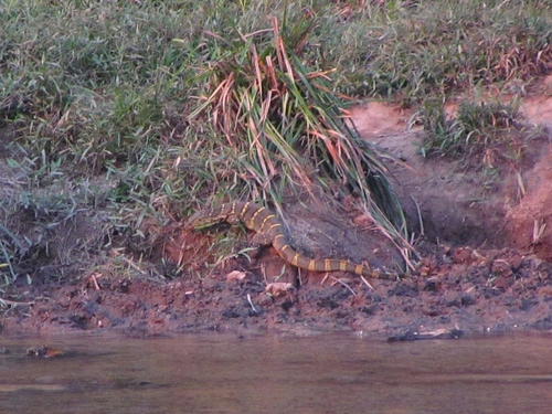 Nile Monitor