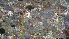 Silene linearifolia