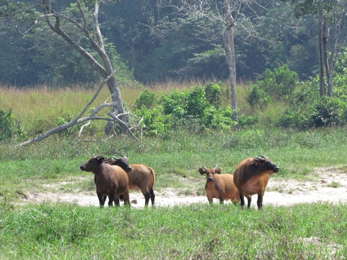 Forest Buffalo