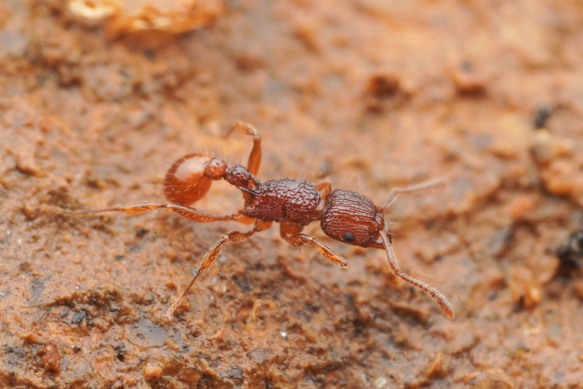 Tetramorium yerburyi