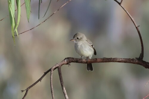 Trockenbusch-Schnäppertyrann (Empidonax wrightii)