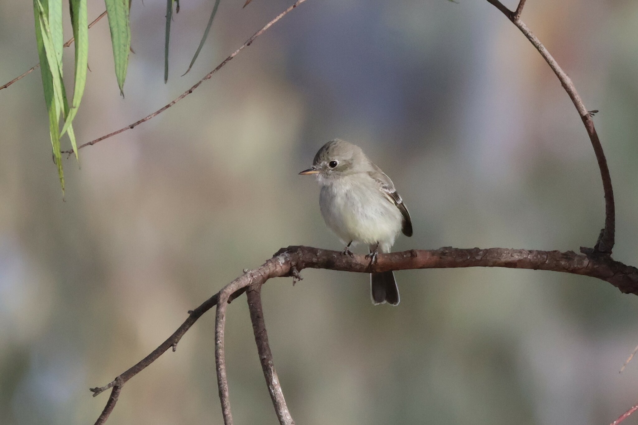 Grey Flycatcher (Empidonax wrightii)