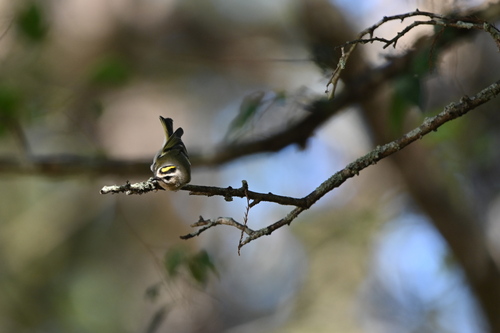 Golden-crowned Kinglet