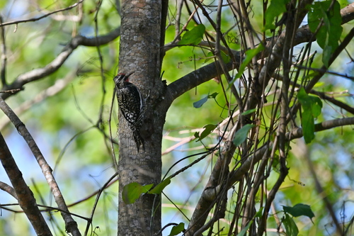 Yellow-bellied Sapsucker