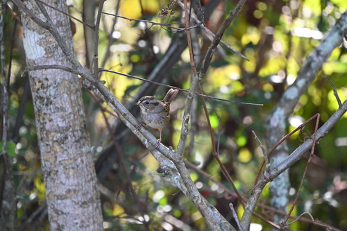 Swamp Sparrow