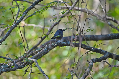 Gray Catbird