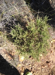 Aspalathus ericifolia ericifolia