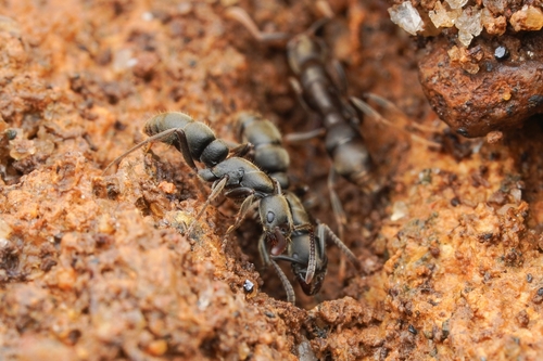Bothroponera sulcataBothroponera sulcata