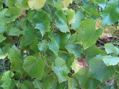 Vitis berlandieri