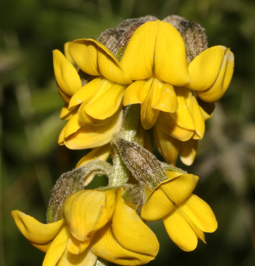 Lotononis umbellata