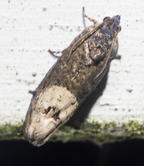 Ecdytolopha