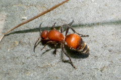 Dasymutilla nigripes