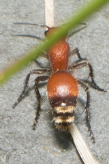 Dasymutilla nigripes