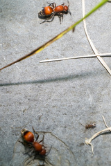 Dasymutilla nigripes