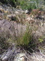 Schoenus cuspidatus