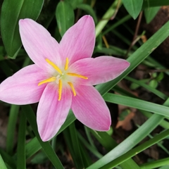 Zephyranthes rosea