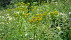 Jacobaea othonnae