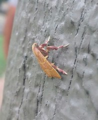 Parachma ochracealis