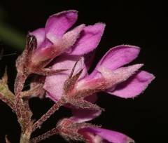 Indigofera filiformis