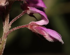 Indigofera filiformis