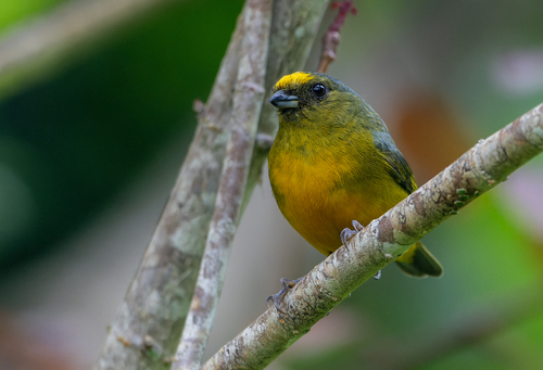 Bronze-green Euphonia (Euphonia mesochrysa), photo 10